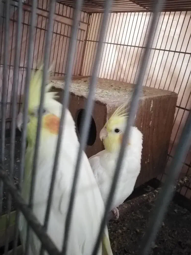 جفت عروس هلندی|پرنده|هشتگرد, هشتگرد قدیم|دیوار