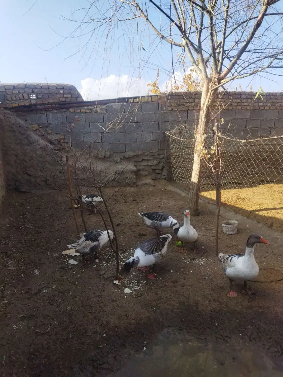 غاز خودمانی|حیوانات مزرعه|ملایر, |دیوار