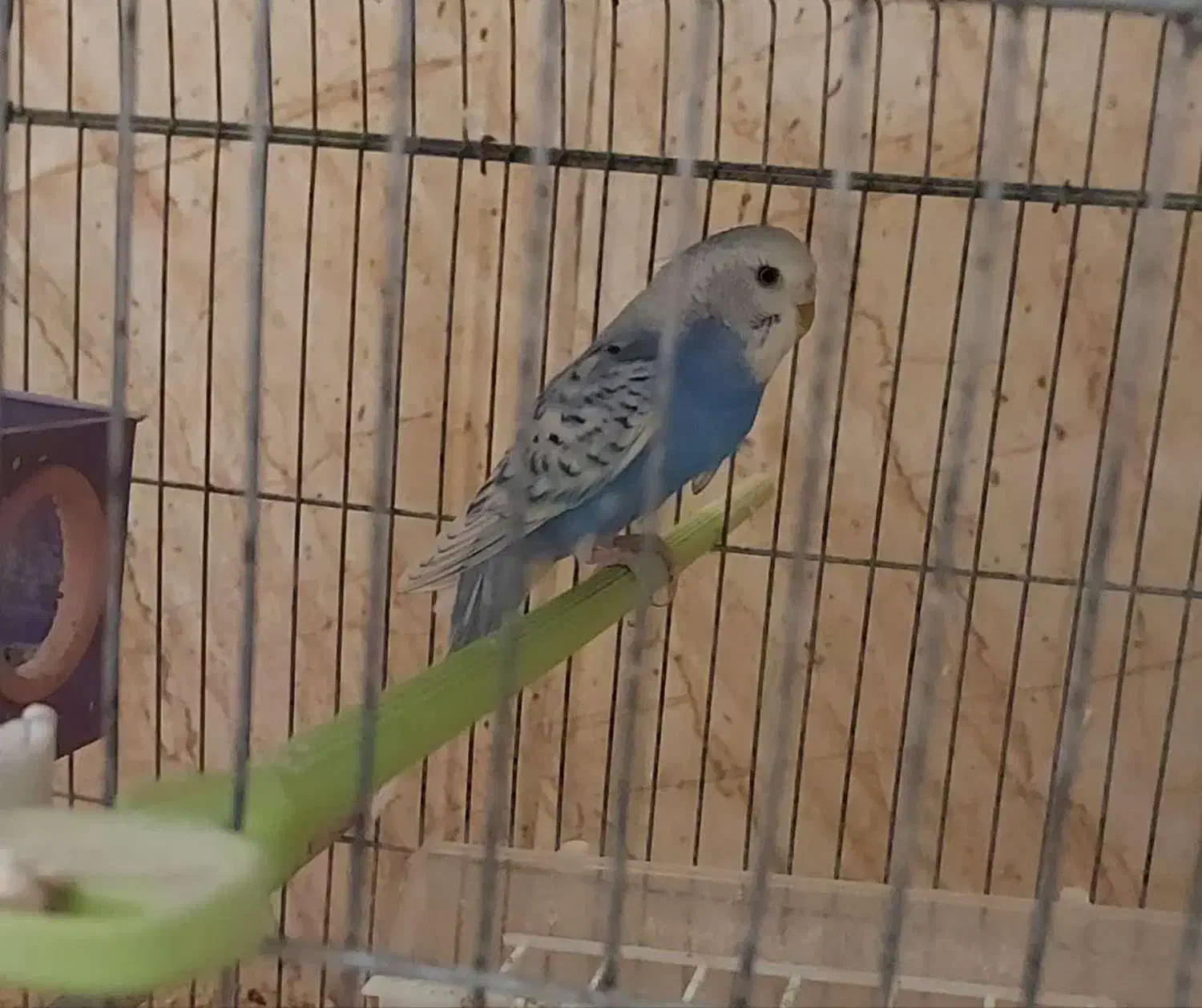 مرغ عشق هلندی و اسپانگل|پرنده|لامرد, |دیوار