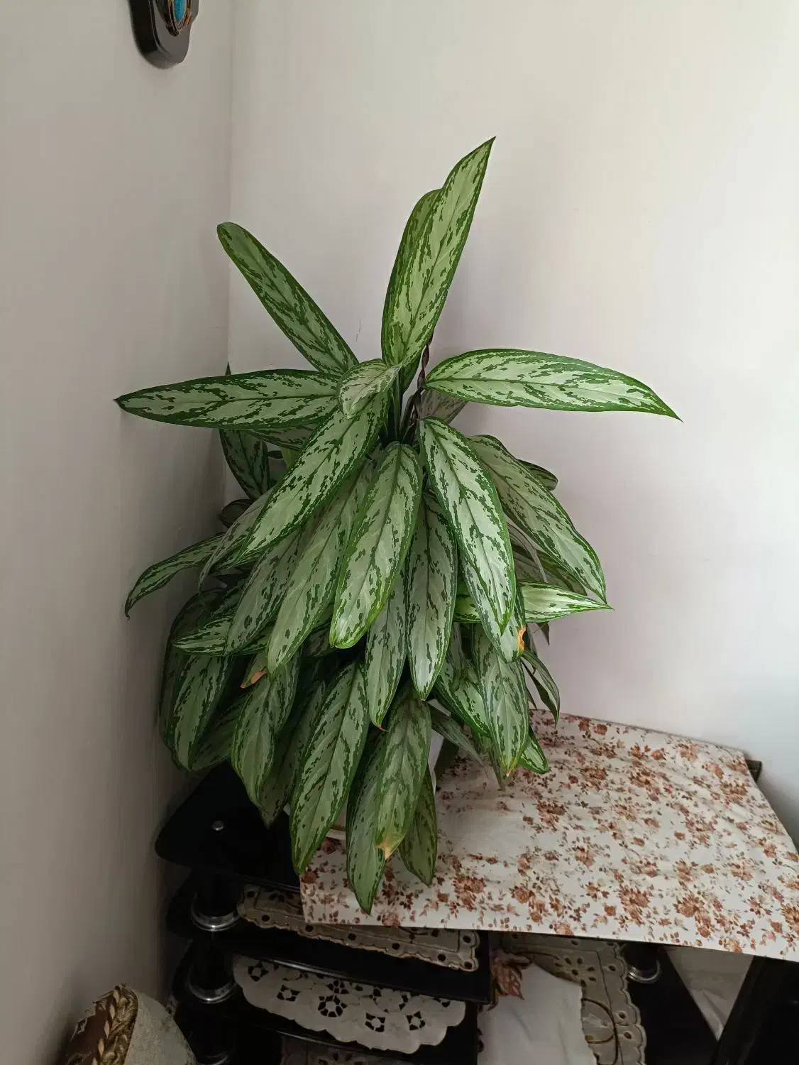 گل طبیعی|گل و گیاه طبیعی|قروه, |دیوار