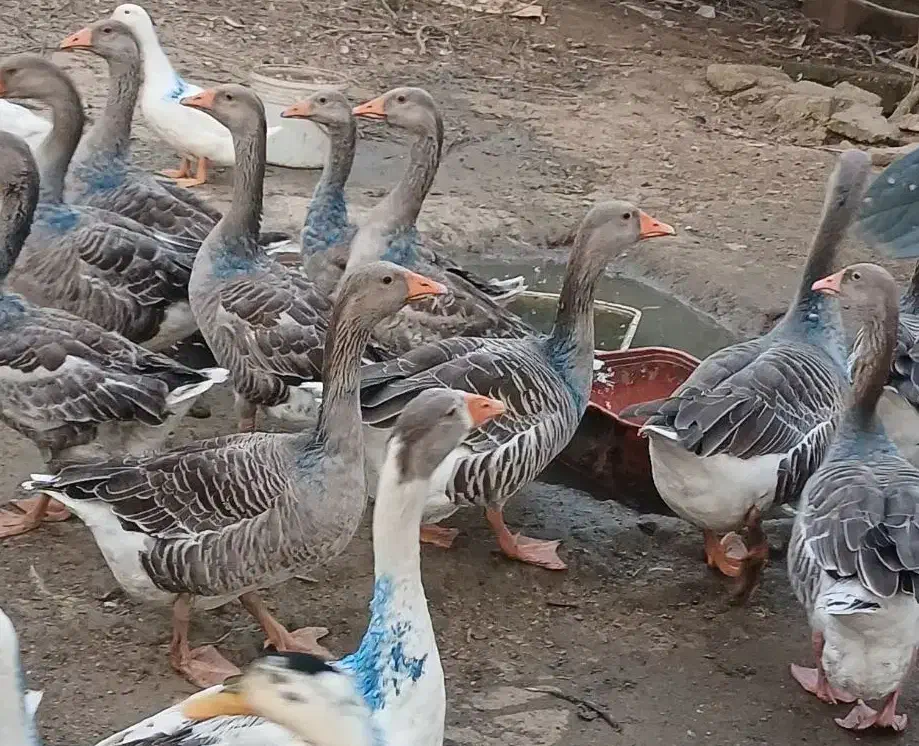 غاز ،مرغ و خروس|حیوانات مزرعه|رودسر, |دیوار