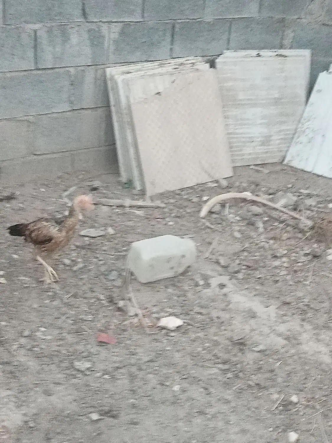 مرغ|حیوانات مزرعه|میناب, |دیوار