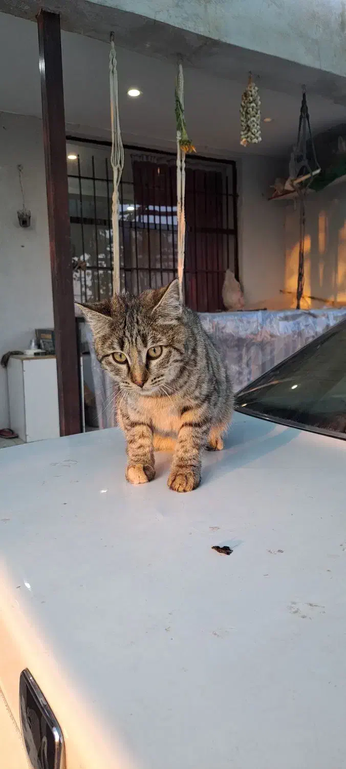 واگذاری گربه های DSH|گربه|دماوند, دماوند|دیوار