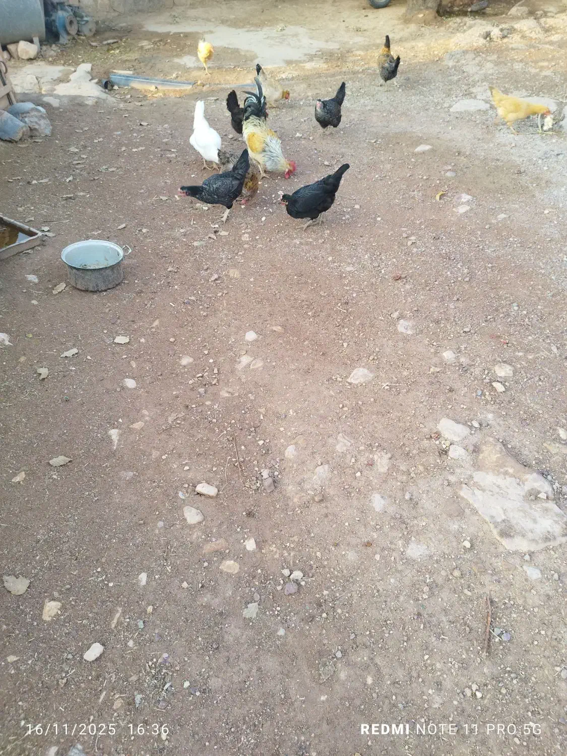 ده مرغ و محلی با یه دونه خروس|حیوانات مزرعه|کوهدشت, |دیوار