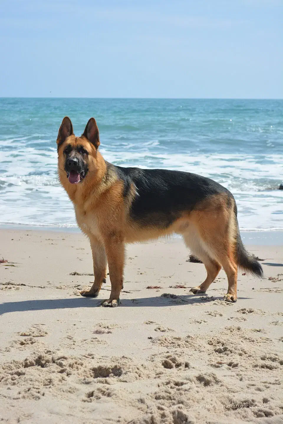 سگ نجاتدار پیدا شده فقط مالک با نشانی یا مدرک|حیوانات|اسفراین, |دیوار