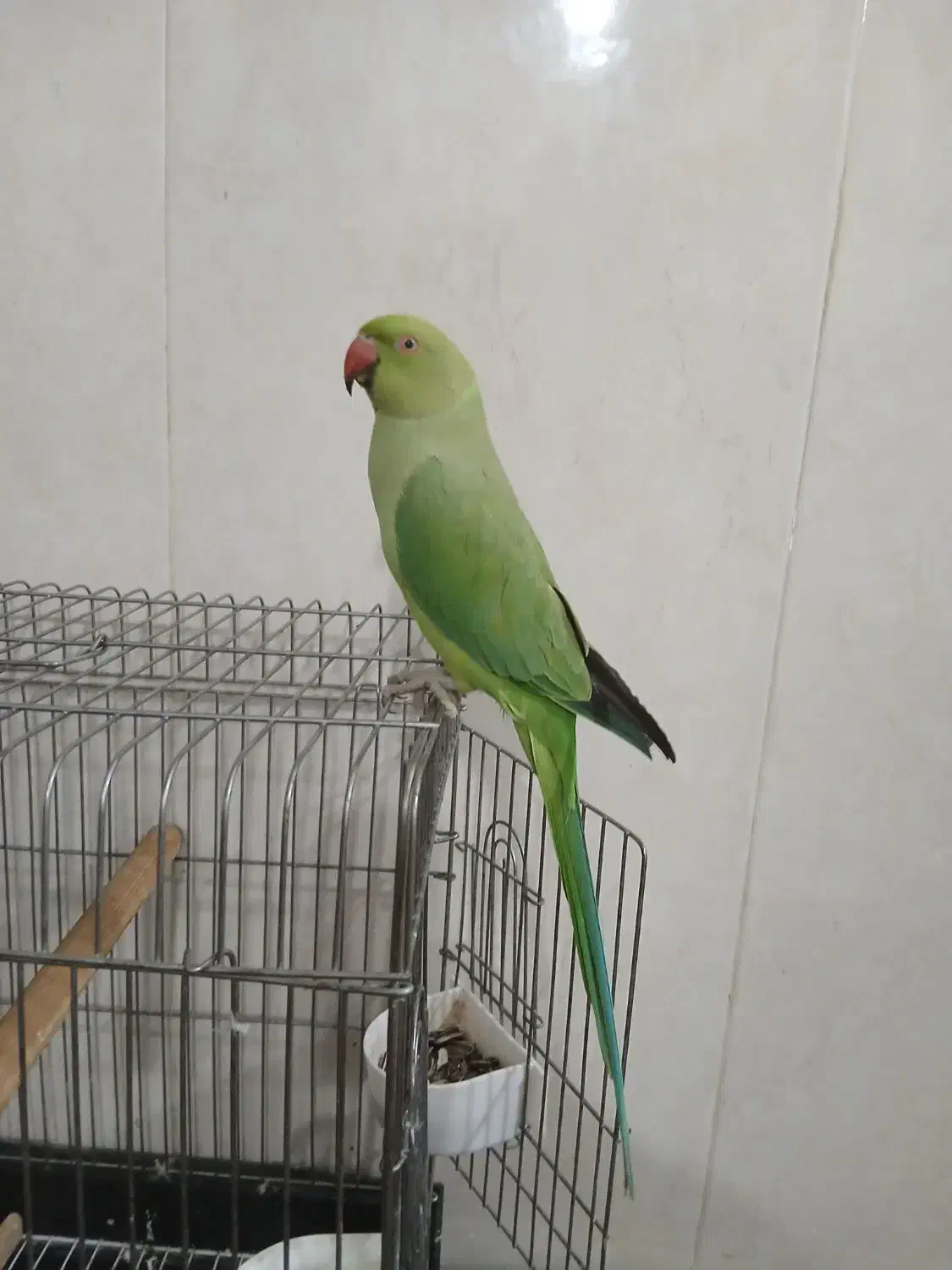 طوطی ملنگو جوجه نر پنج ماهه|پرنده|شهریار, شهرک بهاران (ویره)|دیوار