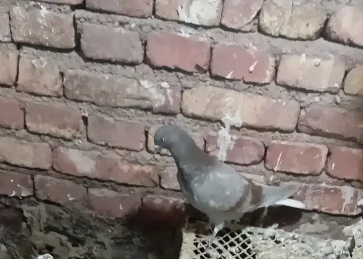 کبوتر|پرنده|مرند, |دیوار