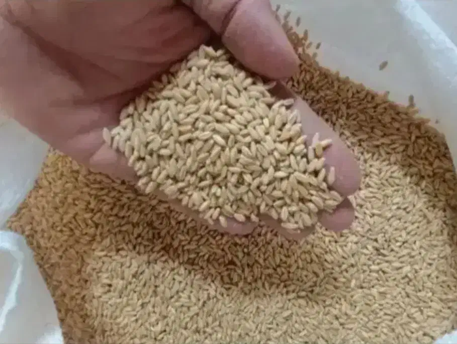 بذر اکلید پیشگام|لوازم جانبی حیوانات|کرمانشاه, |دیوار