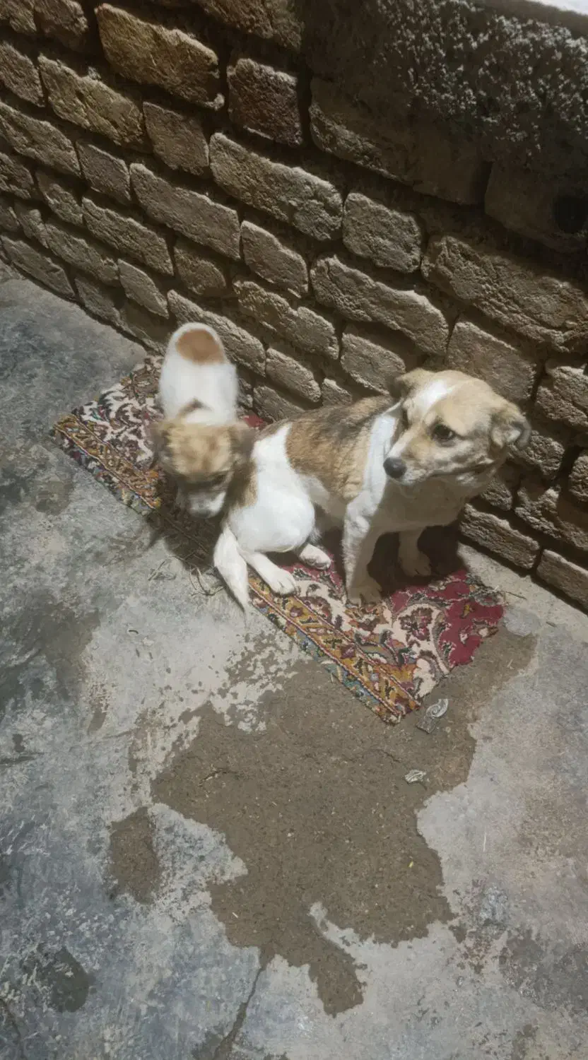 سگ پاکوتاه|سگ|کرمانشاه, |دیوار