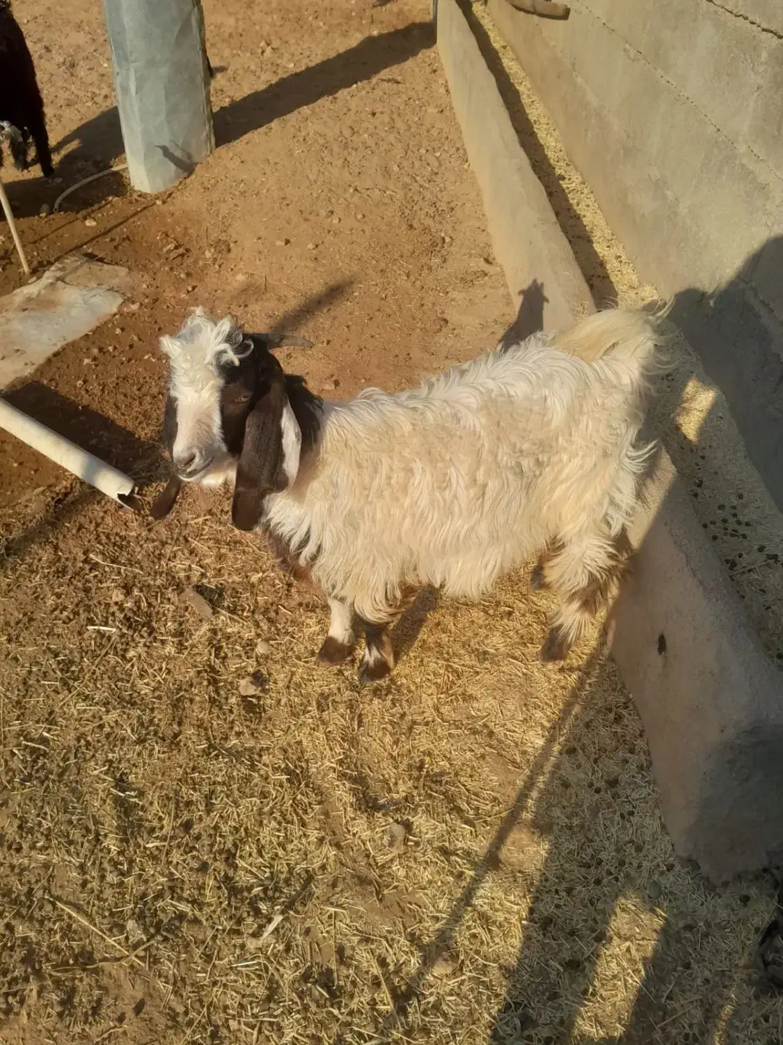 بزغاله|حیوانات مزرعه|دشت ذهاب, |دیوار