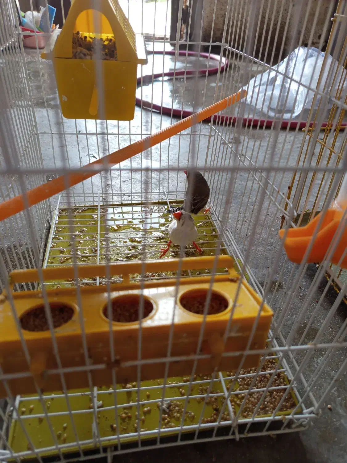 یک جفت فنچ|پرنده|لامرد, |دیوار