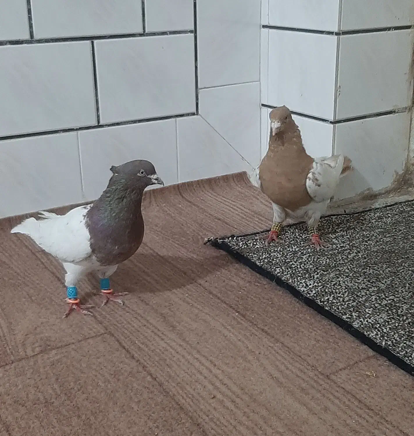 کله ای و طوقی|پرنده|دزفول, |دیوار