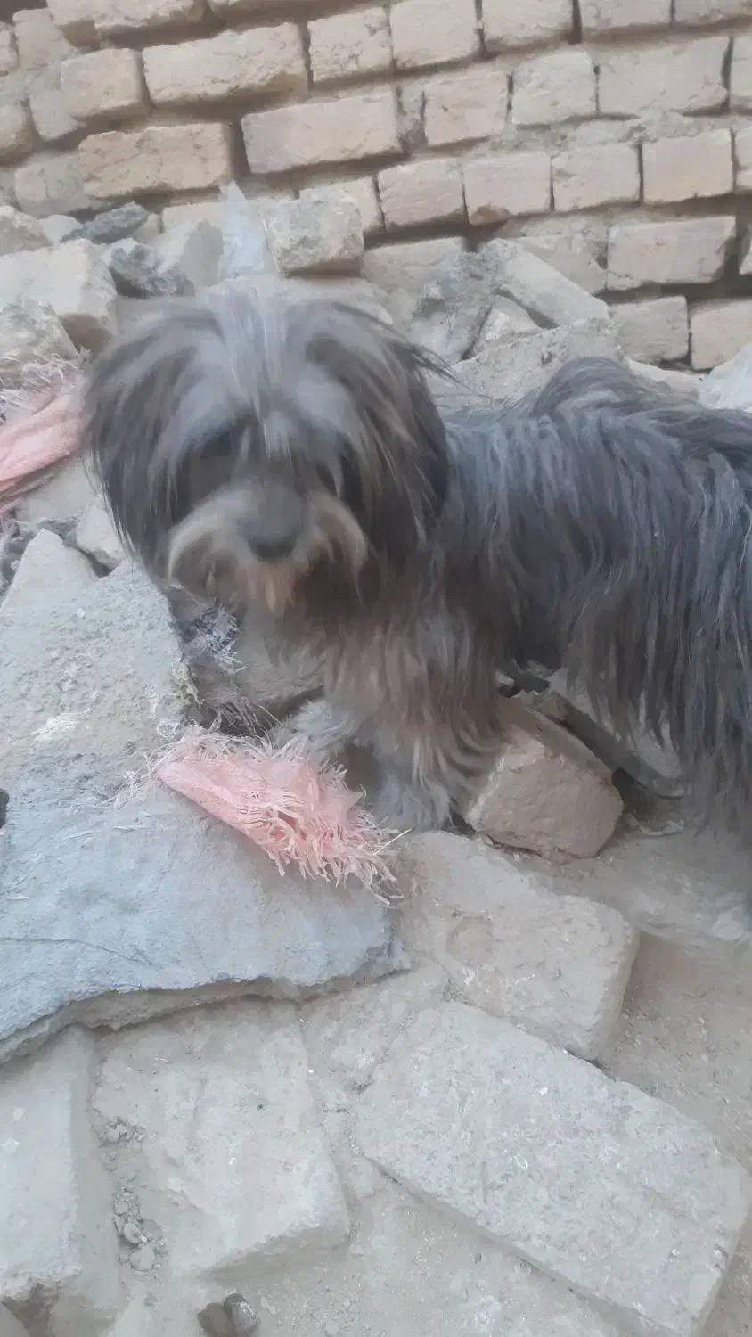 واگذاری سگ خونگی|سگ|اراک, |دیوار