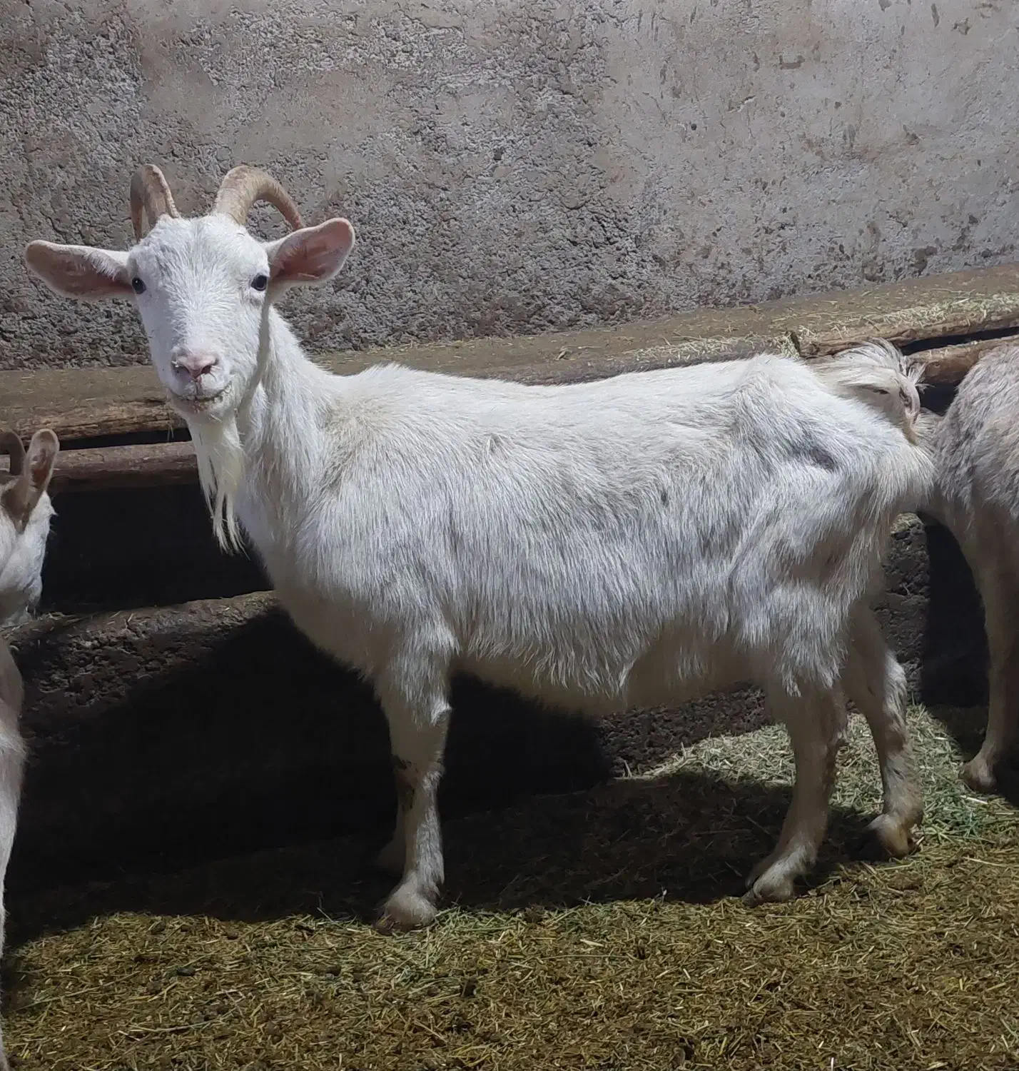 بز سانن|حیوانات مزرعه|خنداب, |دیوار