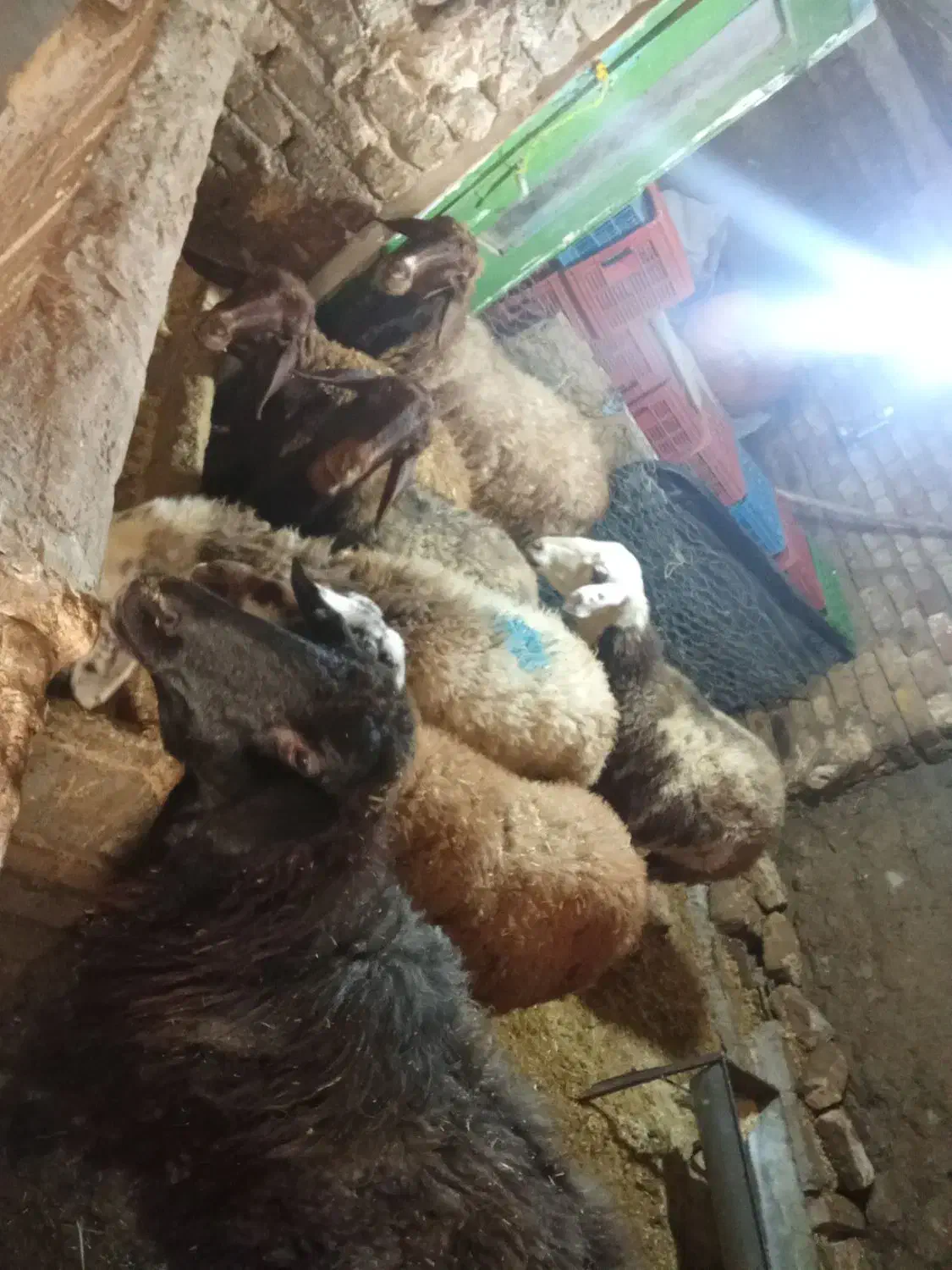 گوسفند داشتی|حیوانات مزرعه|بروجرد, |دیوار