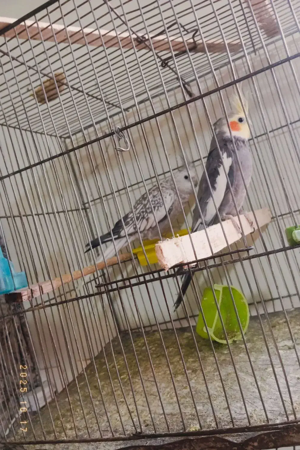 پرنده عروس|پرنده|تربتحیدریه, شهدا|دیوار