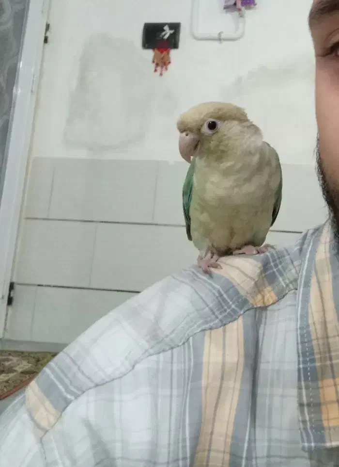 گرینچیک پاین اپل|پرنده|طبس, |دیوار