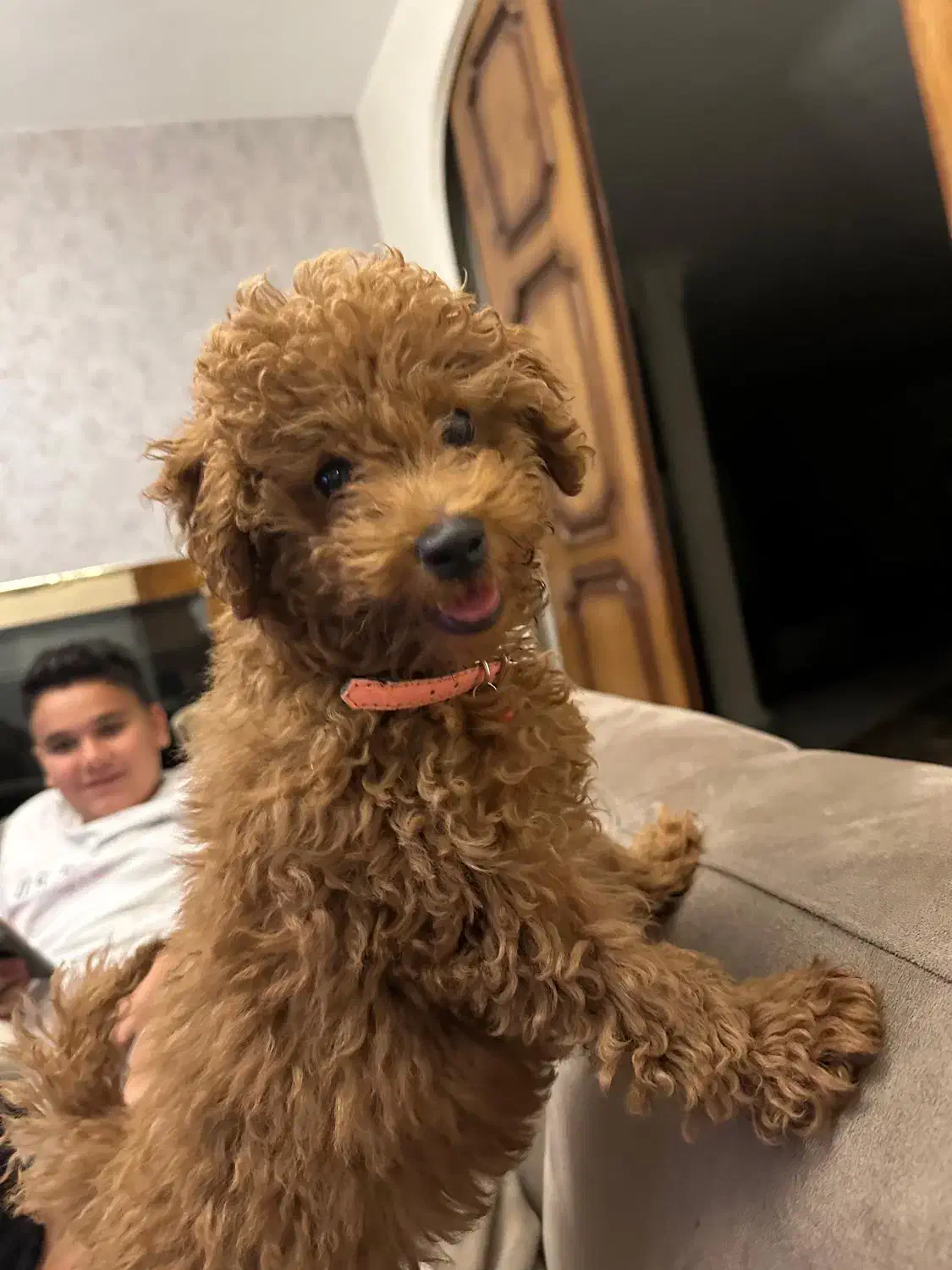 تینی پودل رد|سگ|تهران, امام زاده قاسم (نیاوران)|دیوار