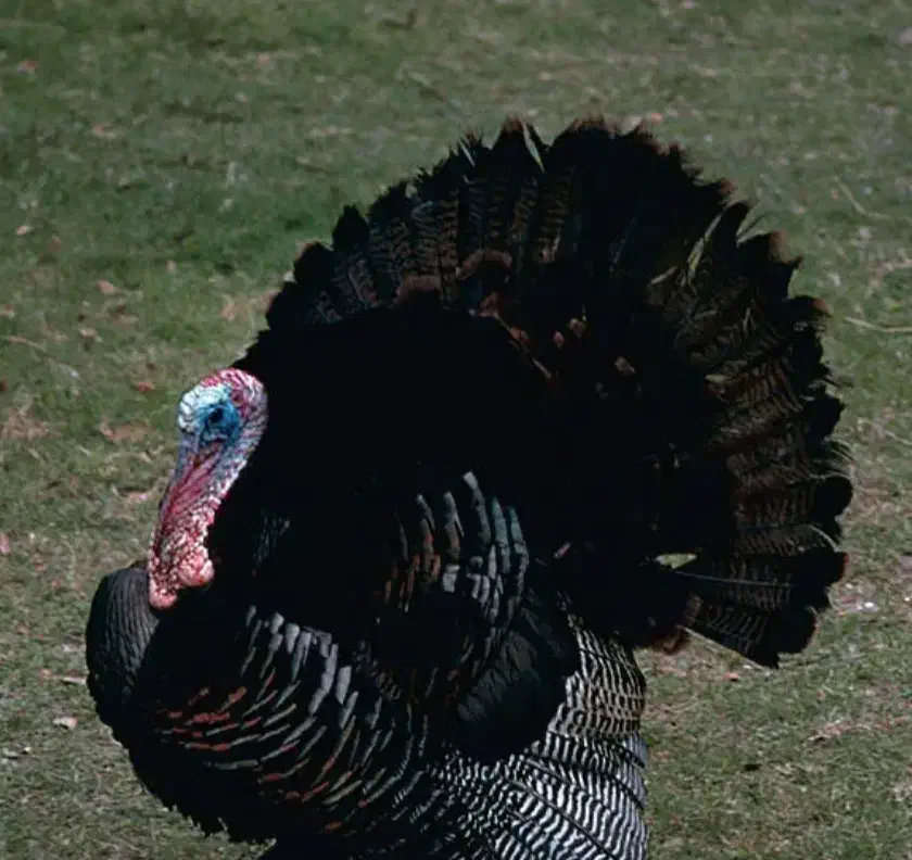 بوقلمون وغاز و اردک|حیوانات مزرعه|بیرجند, |دیوار