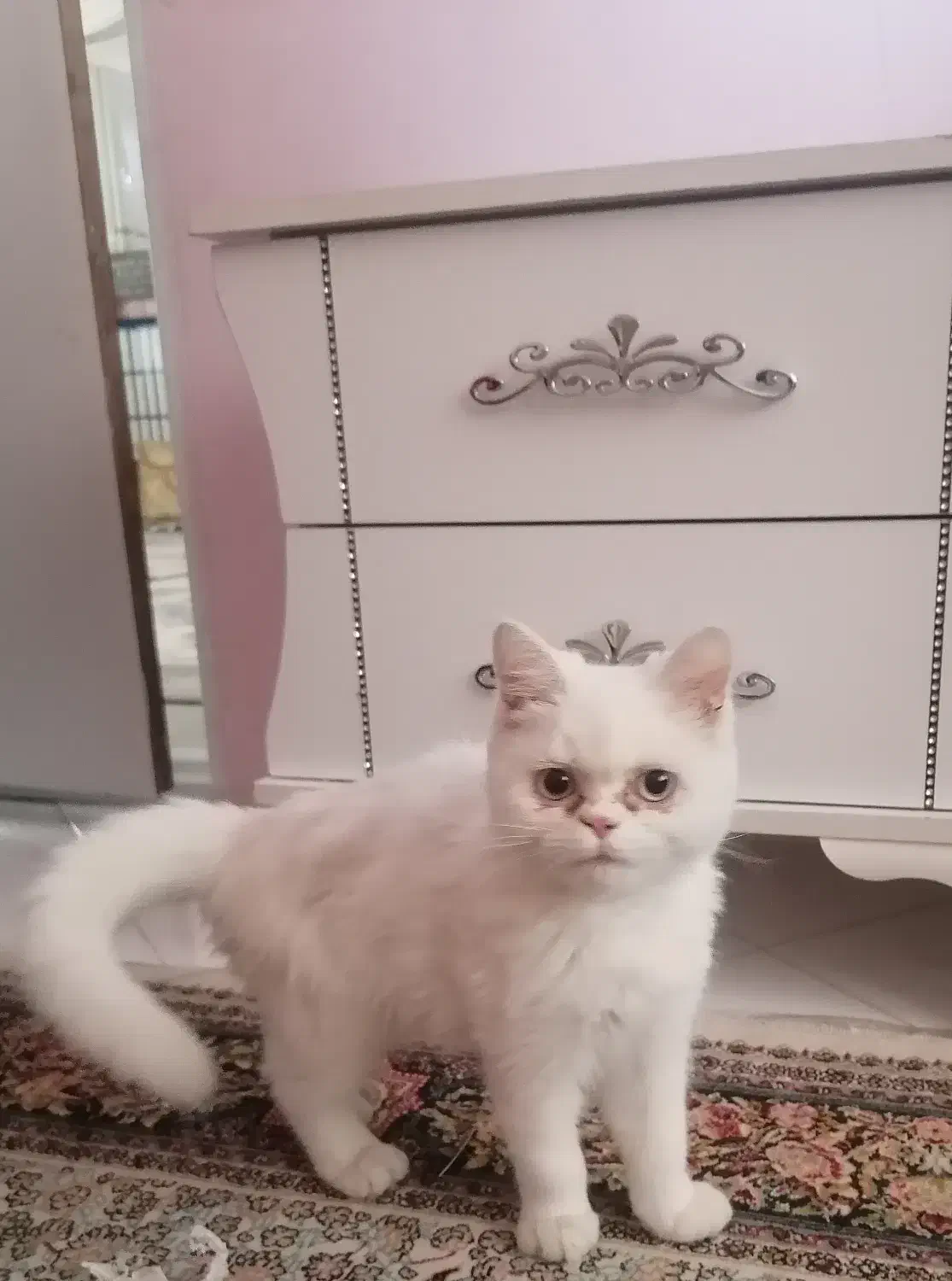 گربه بریتیش|گربه|ارومیه, |دیوار