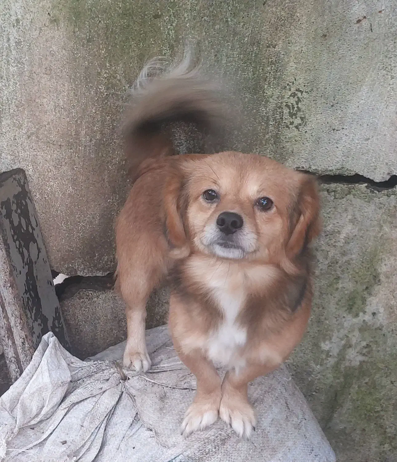 سگ های اشپیز|سگ|بندر انزلی, کارآموزی|دیوار