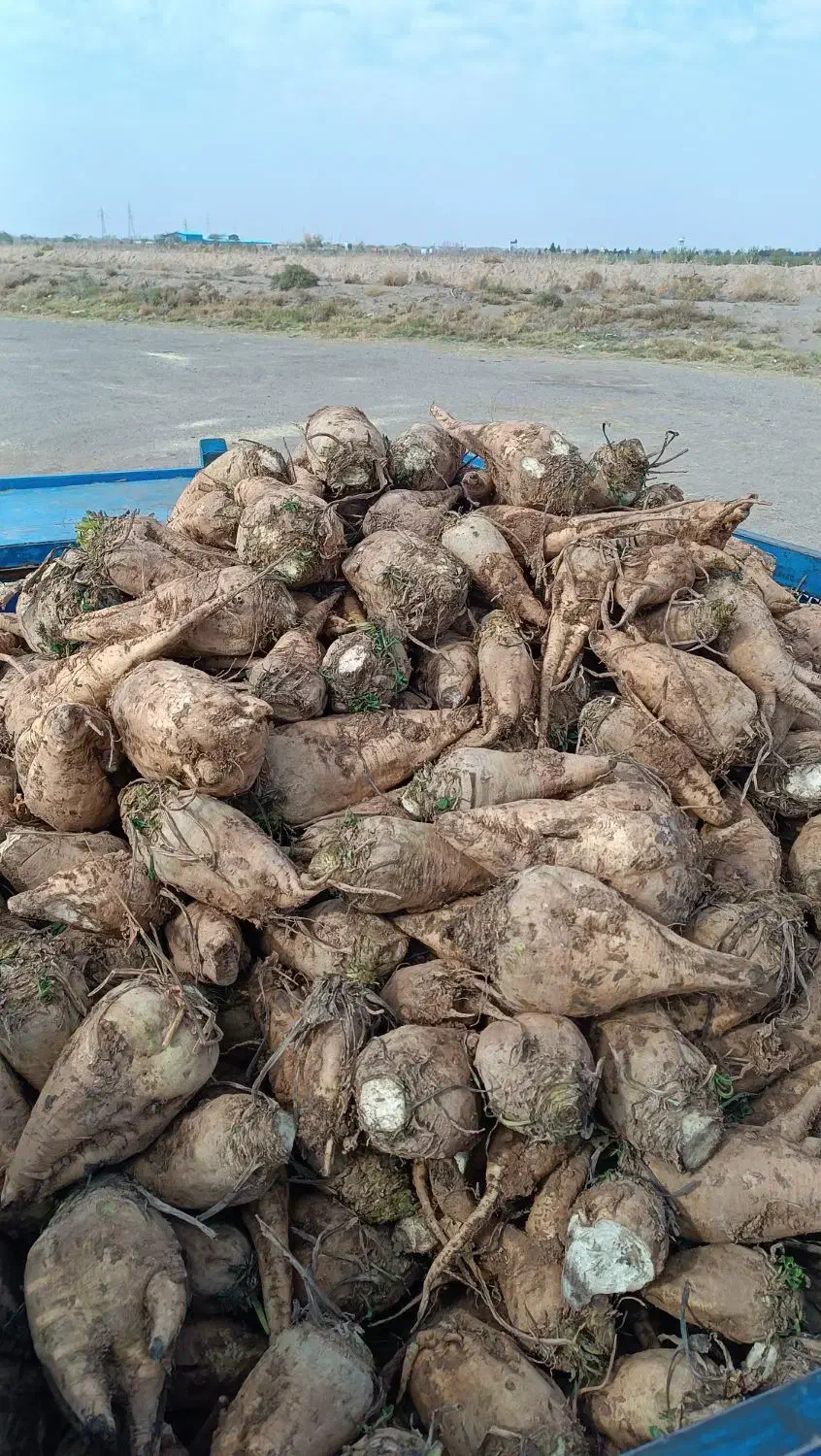 فروش چقندر قند|عمدهفروشی|دشتابی, |دیوار