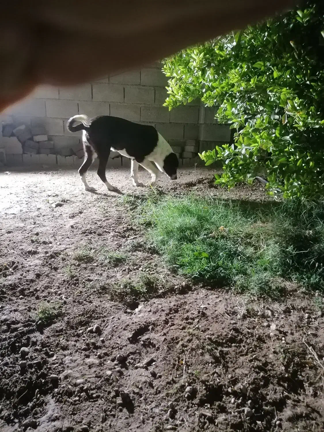 توله سگ 6 ماهه قدرجونی|سگ|اندیمشک, |دیوار