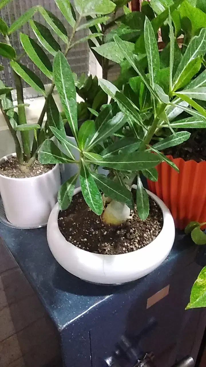 ادنیوم|گل و گیاه طبیعی|قم, علی آباد سعدگان|دیوار