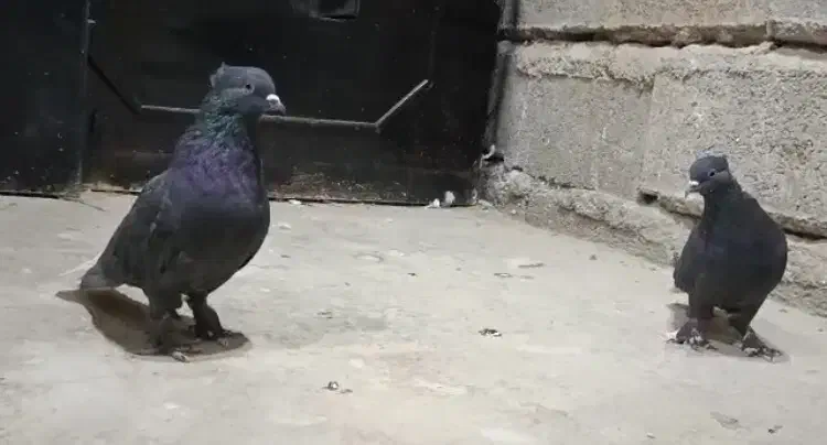 جفت دم سفید|پرنده|داراب, |دیوار