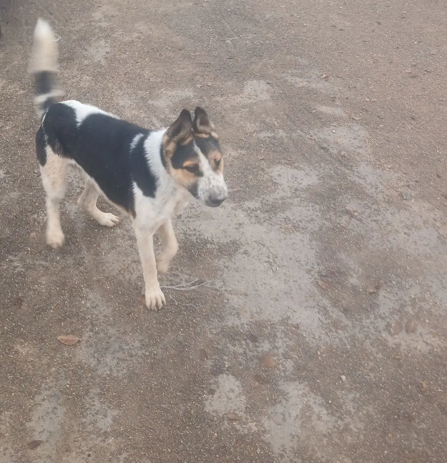 سگ ژرمن|سگ|فسا, |دیوار