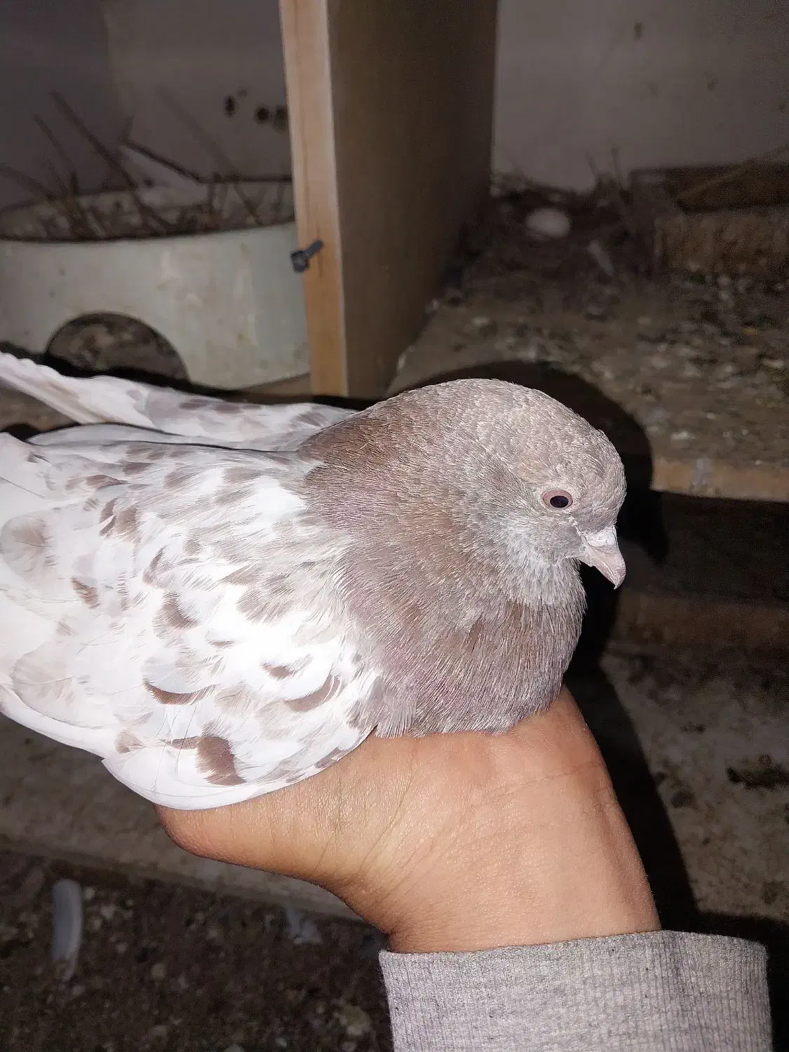 کبوتر کله سرخ چنگ سفید|پرنده|جهرم, |دیوار