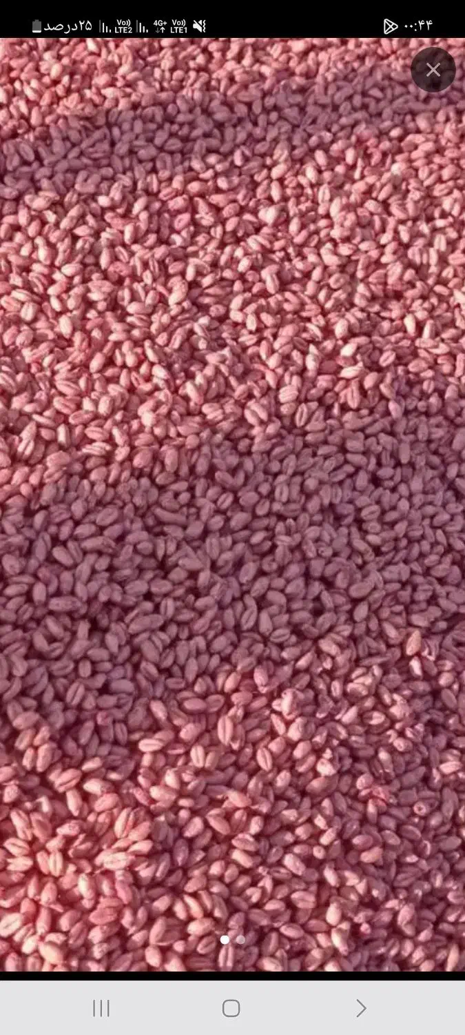 گندم پیشگام ۱۳۰۰کیلو اصلا شده درجه یک|خدمات باغبانی و درختکاری|محمدیه-قزوین, |دیوار