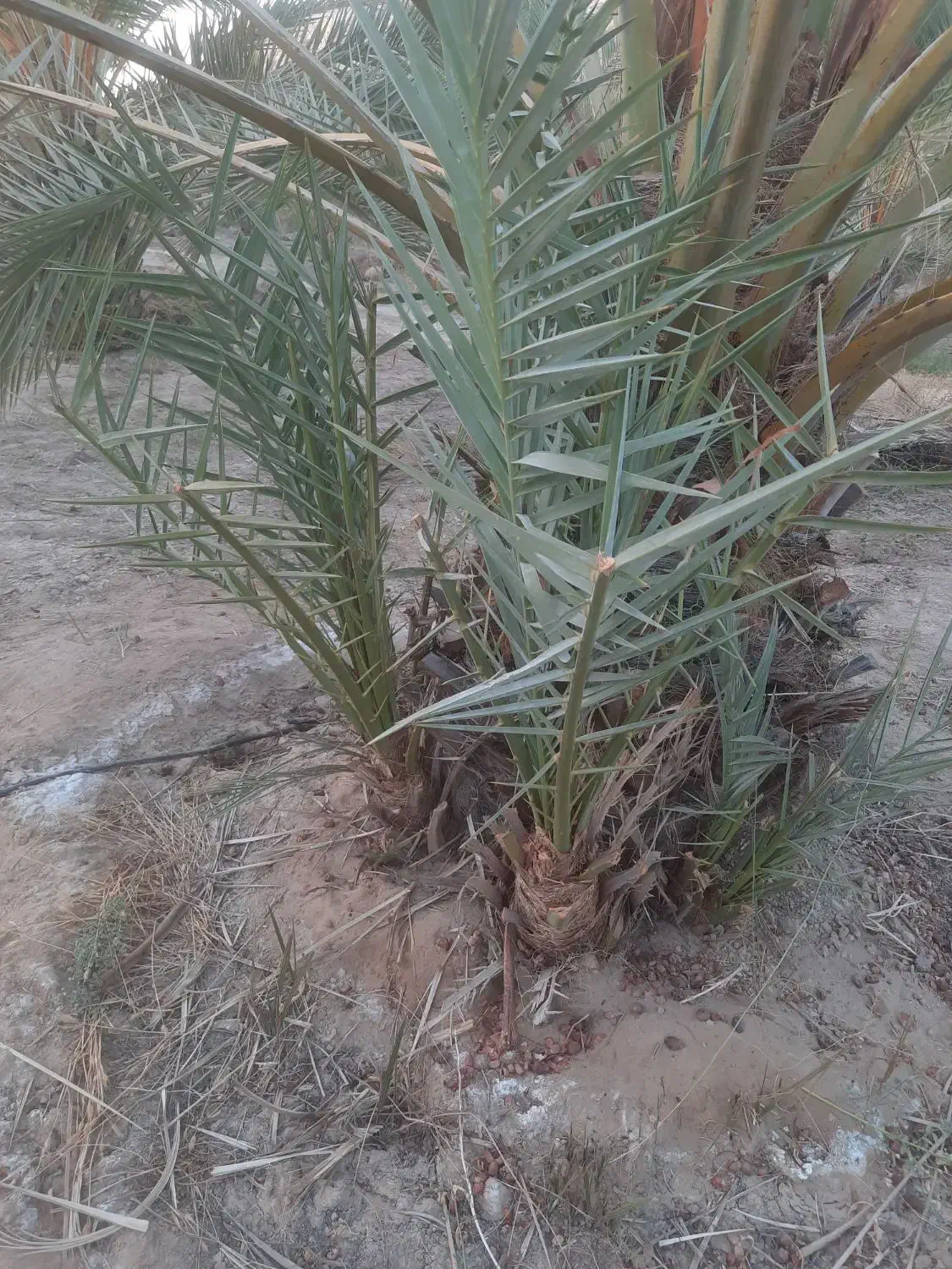 فروش نهال(پاجوش)قصب|گل و گیاه طبیعی|افزر, |دیوار