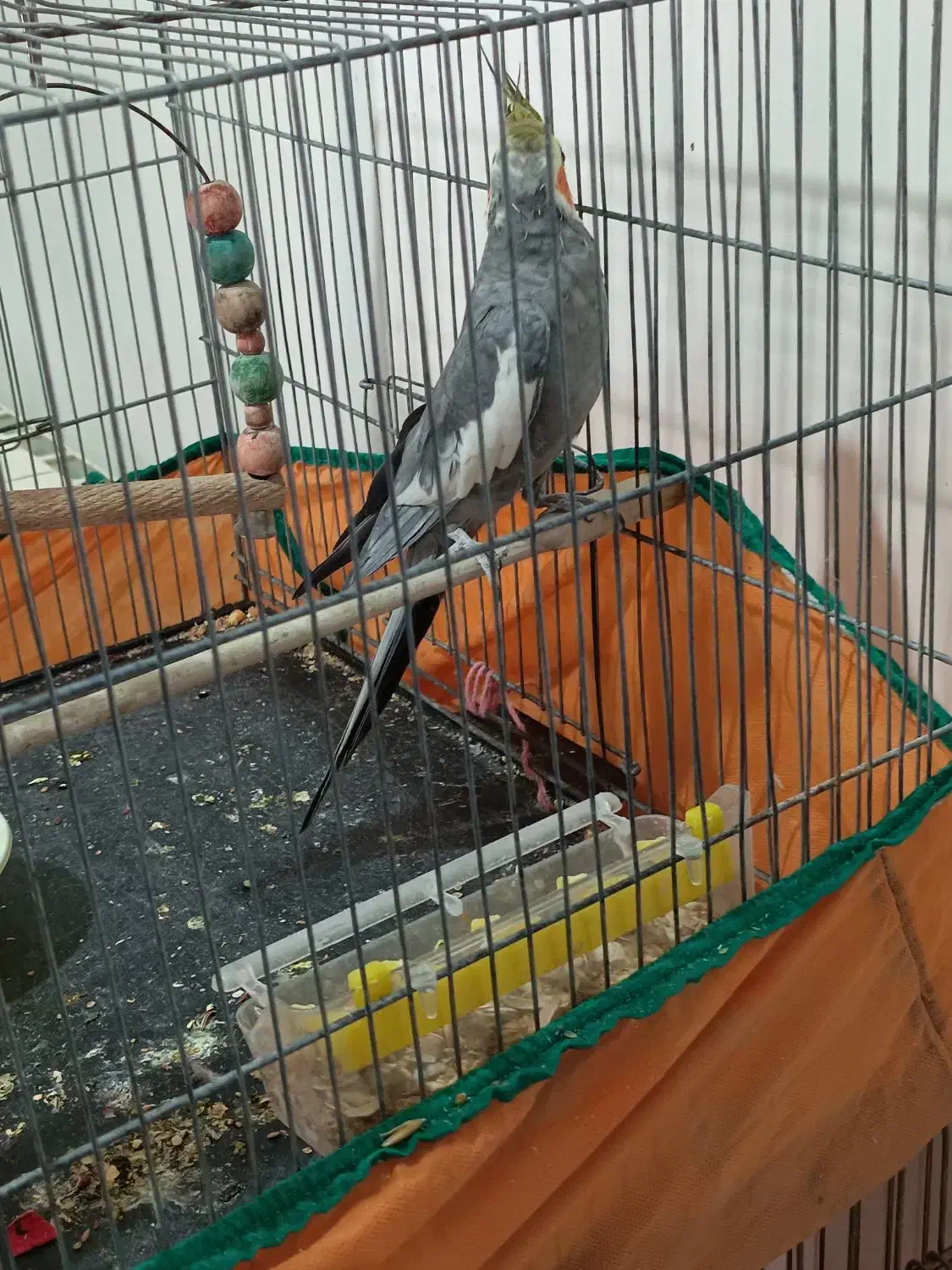 عروس هلندی نر سخنگو سینامون|پرنده|پردیس, فاز ۸|دیوار