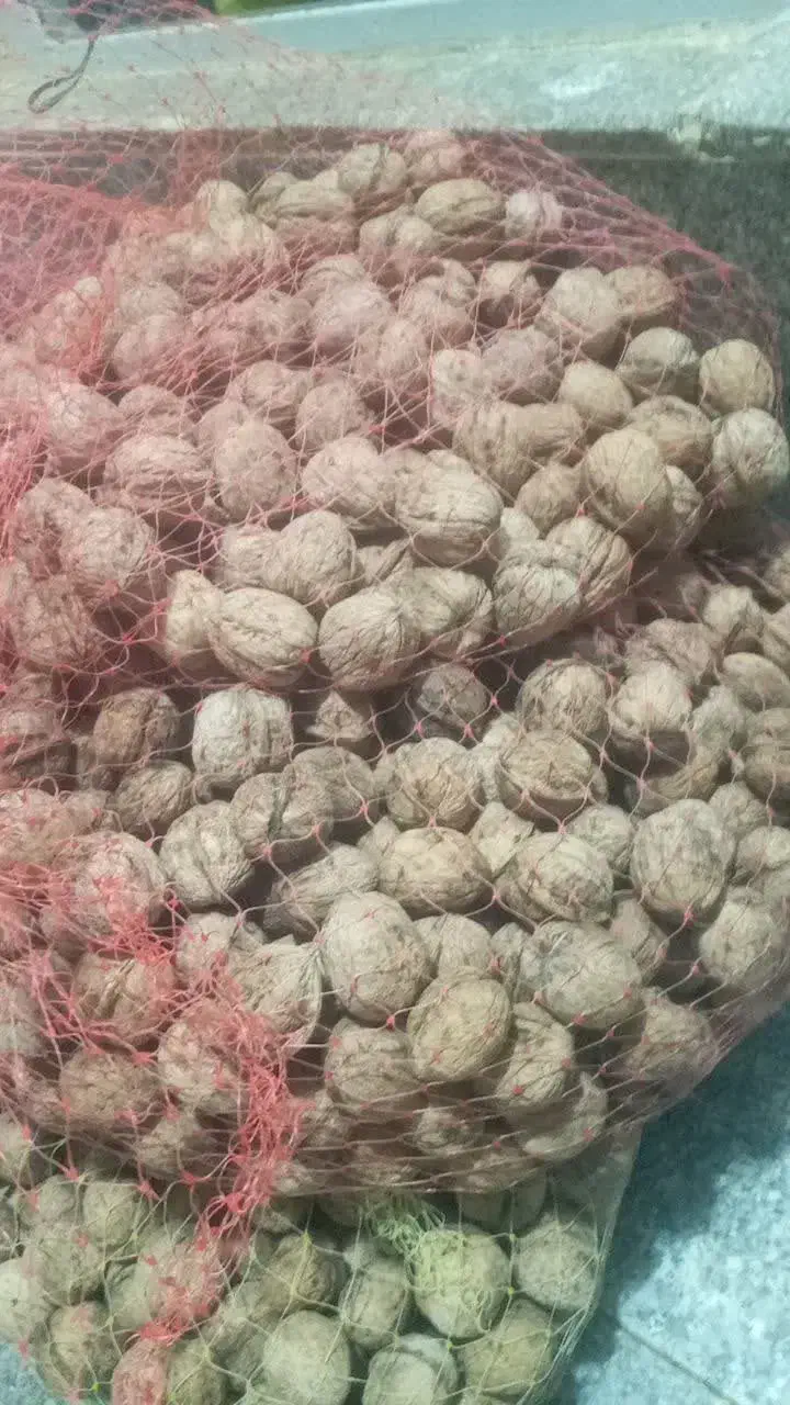 گردو ایرانی سامان درسه سایز|خوردنی و آشامیدنی|اصفهان, دانشگاه اصفهان|دیوار