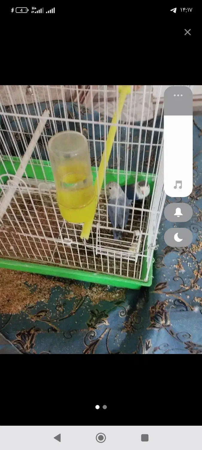 طوطی کوتوله سر تخم گذاری|پرنده|زابل, |دیوار