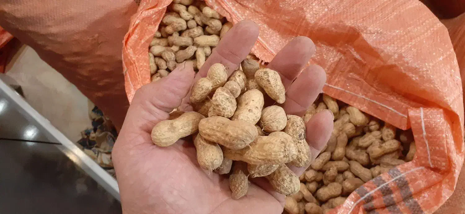 بادام زمینی افتاب خشک|خوردنی و آشامیدنی|لشت نشا, |دیوار