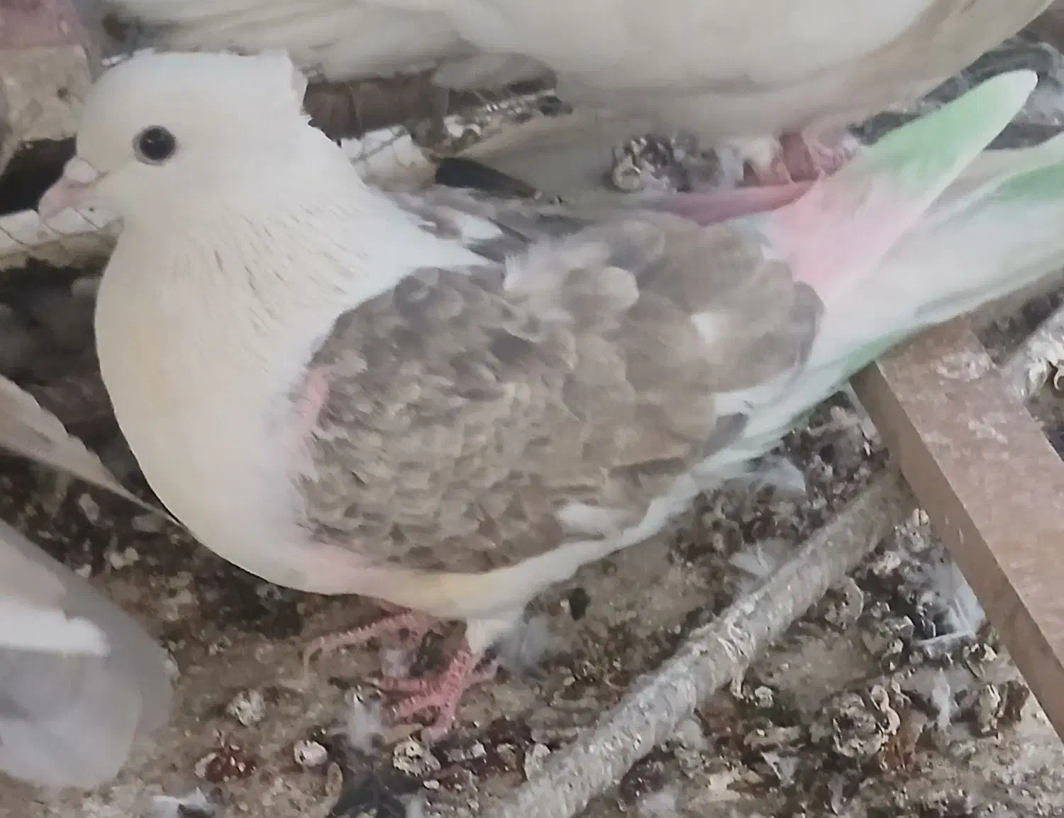 11تا کبوتر هواگرفته یجایی فروشی|پرنده|شاهرود, |دیوار