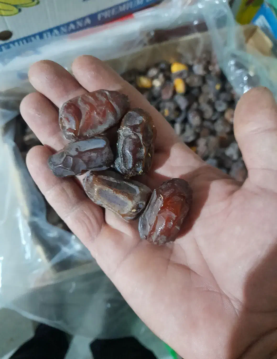 فروش خرما|عمدهفروشی|بوشکان, |دیوار