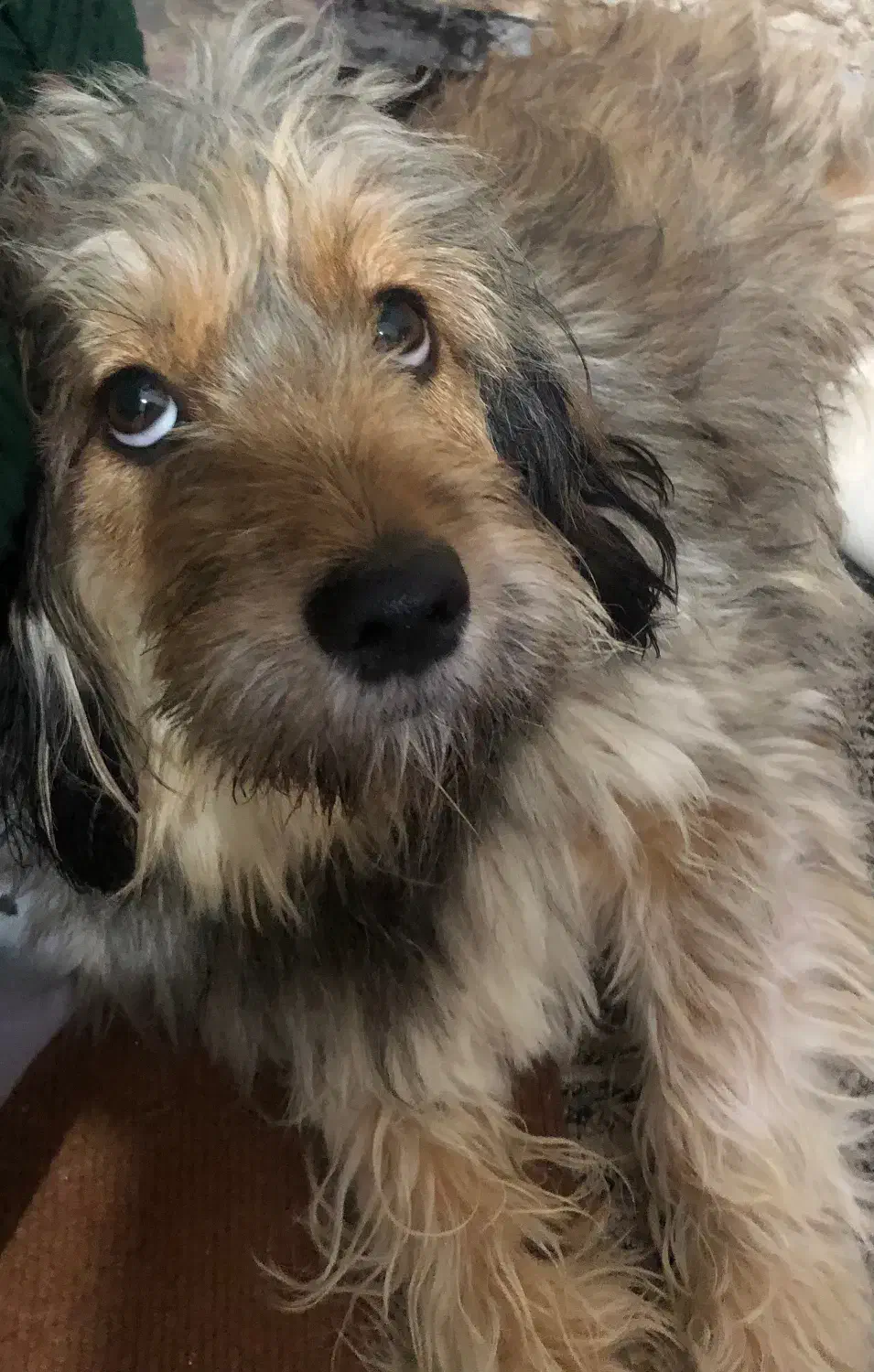 سگ پامر|سگ|اهواز, فولادشهر|دیوار