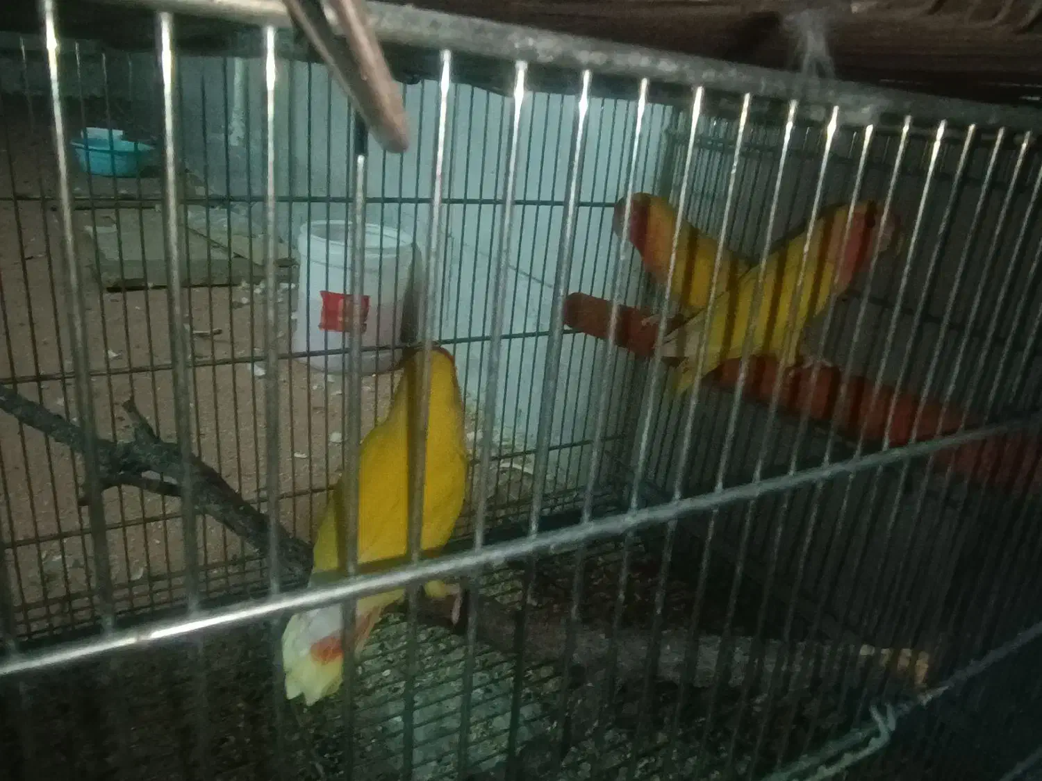 کلش ، کالاف ، فری فایر طاق|کنسول، بازی ویدئویی و آنلاین|قم, سراجه (۱۵ خرداد)|دیوار