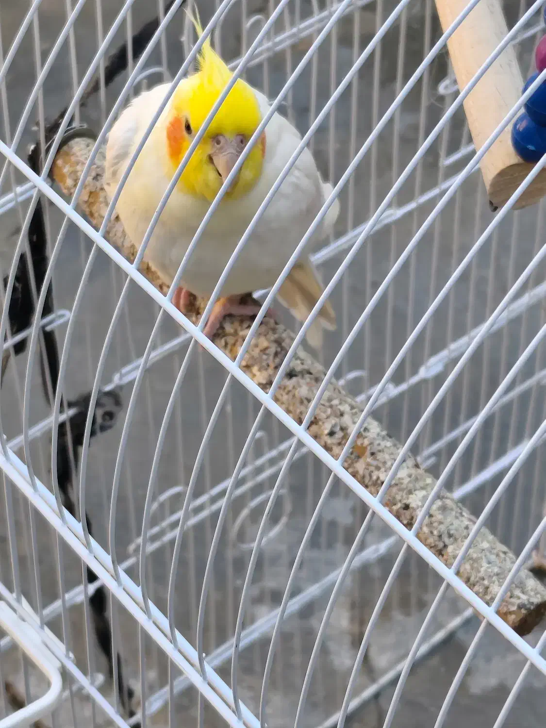 عروس هلندی|پرنده|سرپل ذهاب, |دیوار