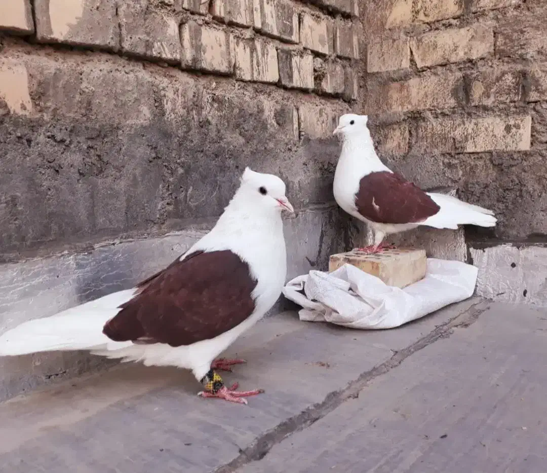 کبوتر|پرنده|سبزوار, امیریه|دیوار