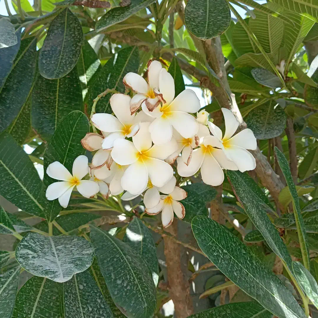 فروش انواع نهال فقط به صورت عمده|خدمات باغبانی و درختکاری|بندرعباس, |دیوار