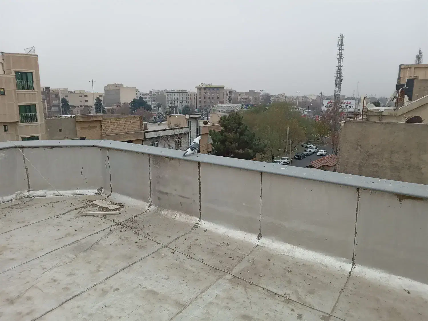 کبوتر|پرنده|کرج, مهرویلا جنوبی|دیوار