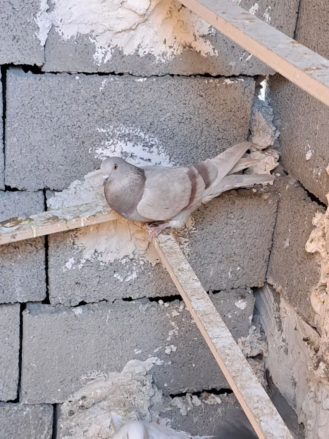 کبوتر آماده جلد کردن|پرنده|زید آباد, |دیوار