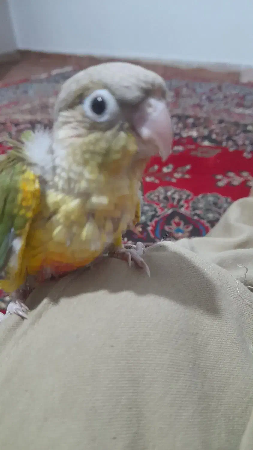 طوطی گرینچیک سرلاکی|پرنده|کرمان, |دیوار