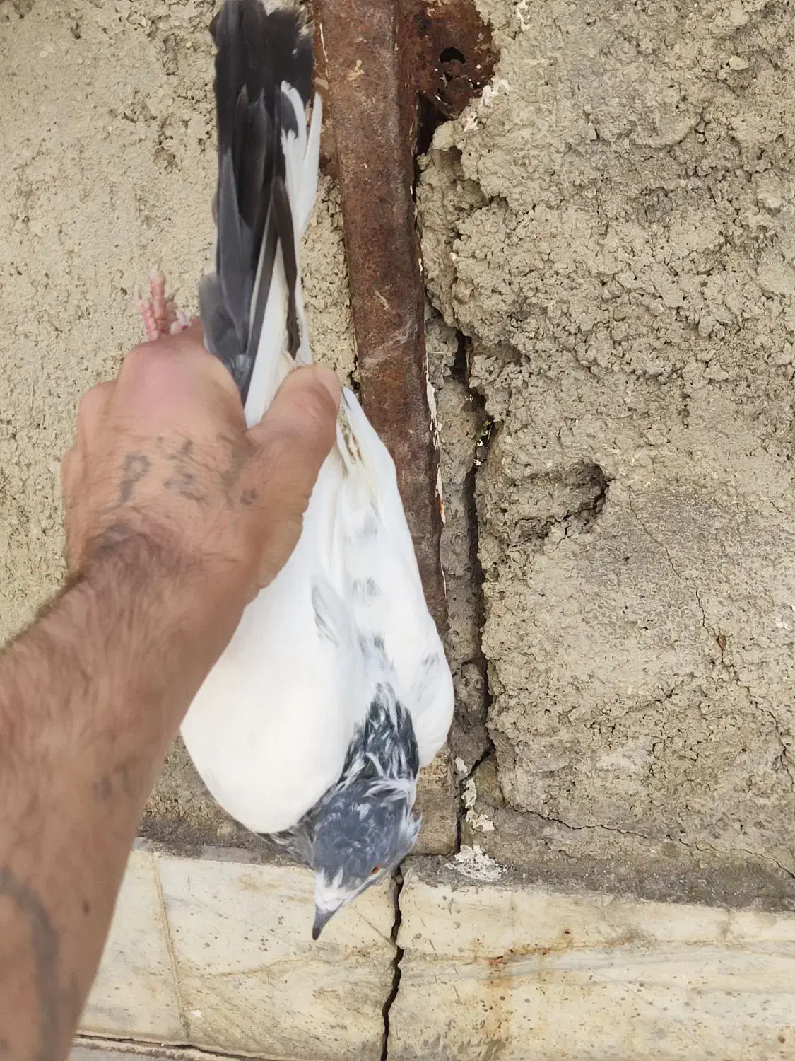 فروش یک عدد کبوتر ماده کله دم سبز|پرنده|سورک, |دیوار