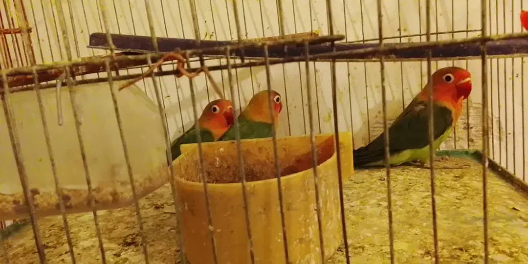 پرنده|پرنده|کیش, |دیوار