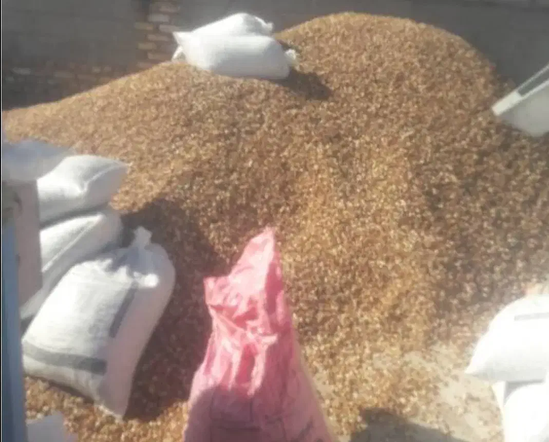 خرید پوک و گو به قیمت مناسب|خدمات باغبانی و درختکاری|کشکوئیه, |دیوار